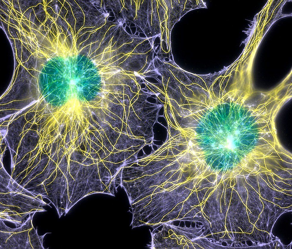 5 Reasons Why Cells Are SO Freaking Magical